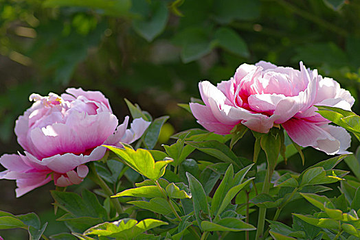 du doan kqxs khanh hoa