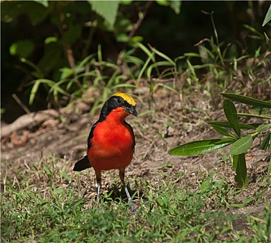 cầu lô kép