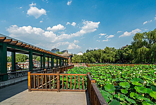 cau bach thu mien phi