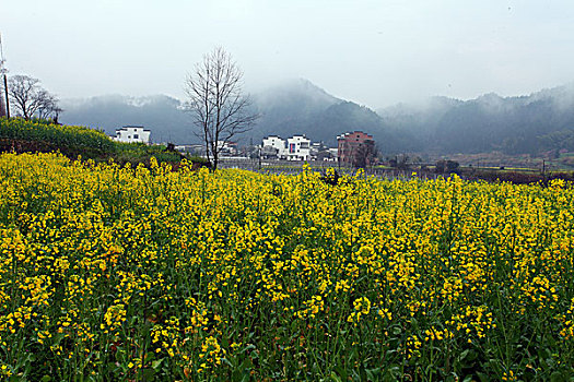 coi xổ số
