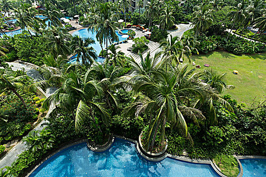 bạch thu lo mb