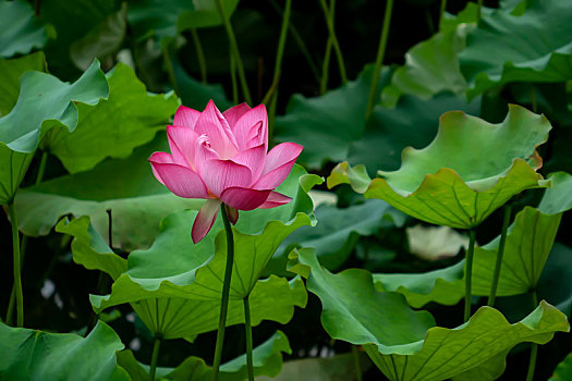 bach thu mien phi