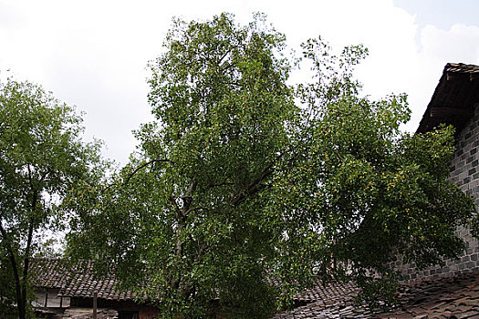 soi cau bach thu binh dinh