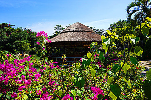 soi cau 466