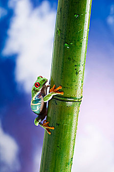 soi cầu pascal